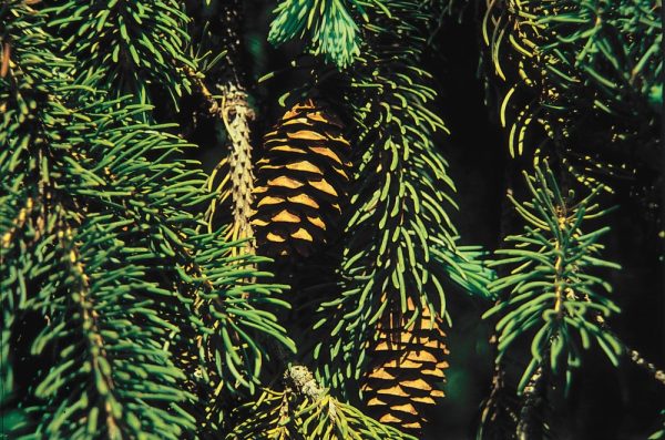 Black Hills Spruce