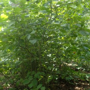 Hazlenut Shrub