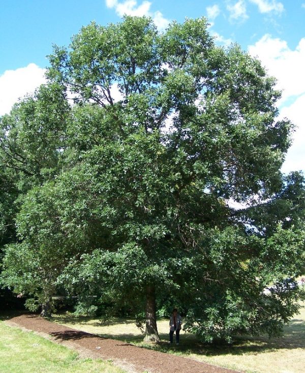 Swamp Oak Tree