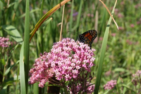 Pollinator Seed Mix