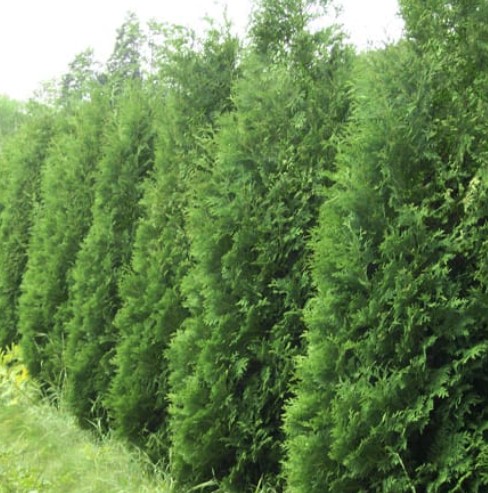 American Arborvitae