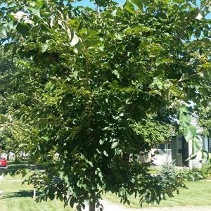Common Hackberry