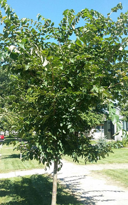 Common Hackberry