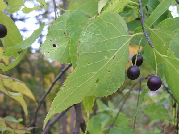 Common Hackberry Leaves
