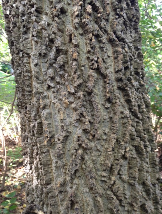 Common Hackberry Bark
