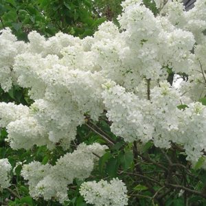 White Lilac (Syringa Vulgaris)