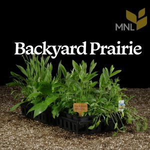 Backyard-Prairie-1