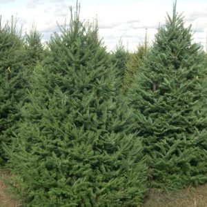 Conifers