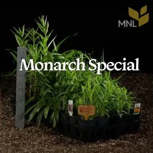 Monarch_special-1