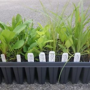 Live Plant Kits