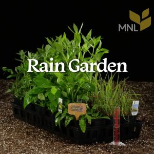 Rain_garden-1