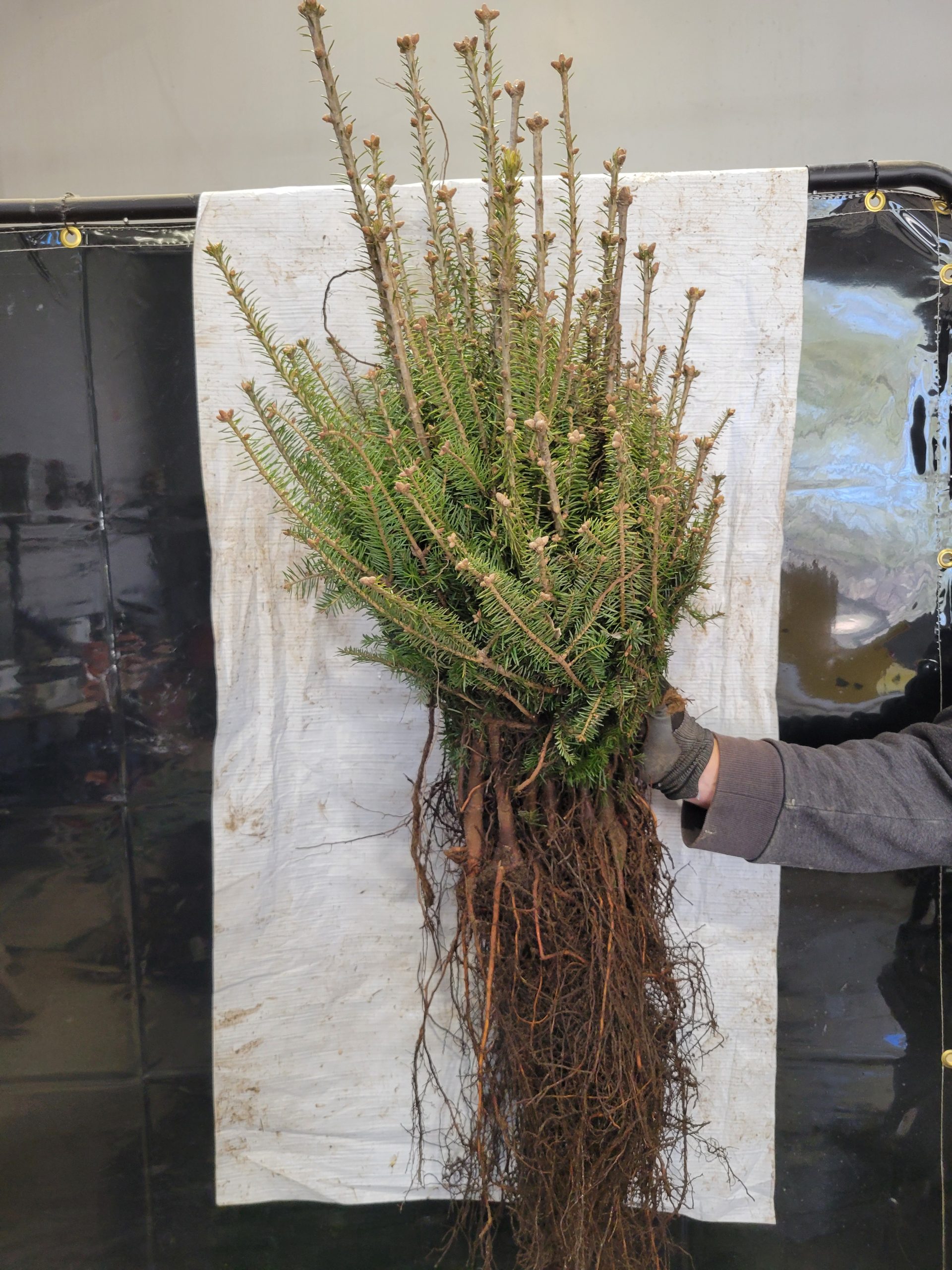 Balsam Fir bareroot bundle of 25
