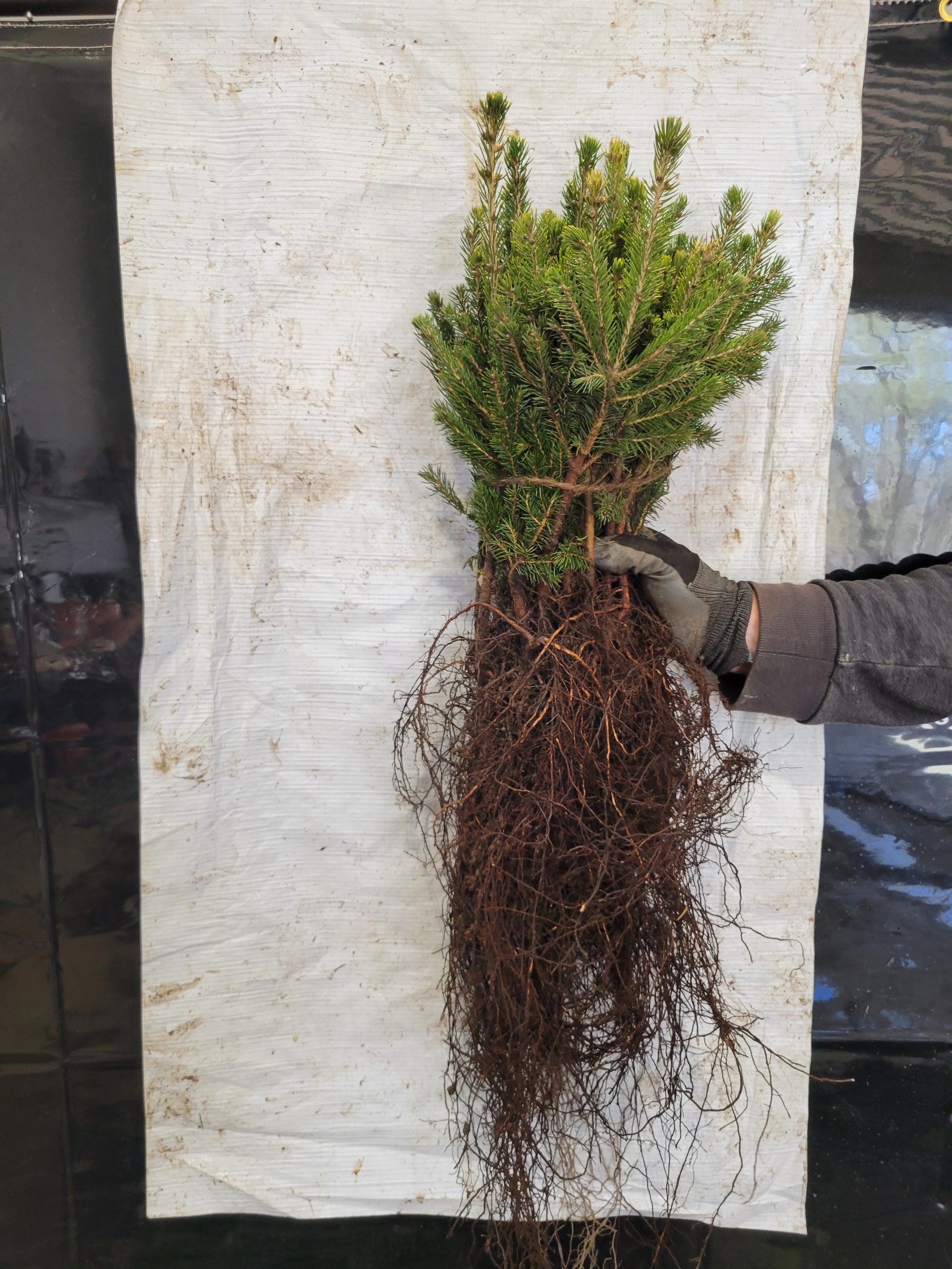 Spruce, Black Hills | Carver Soil & Water Conservation District