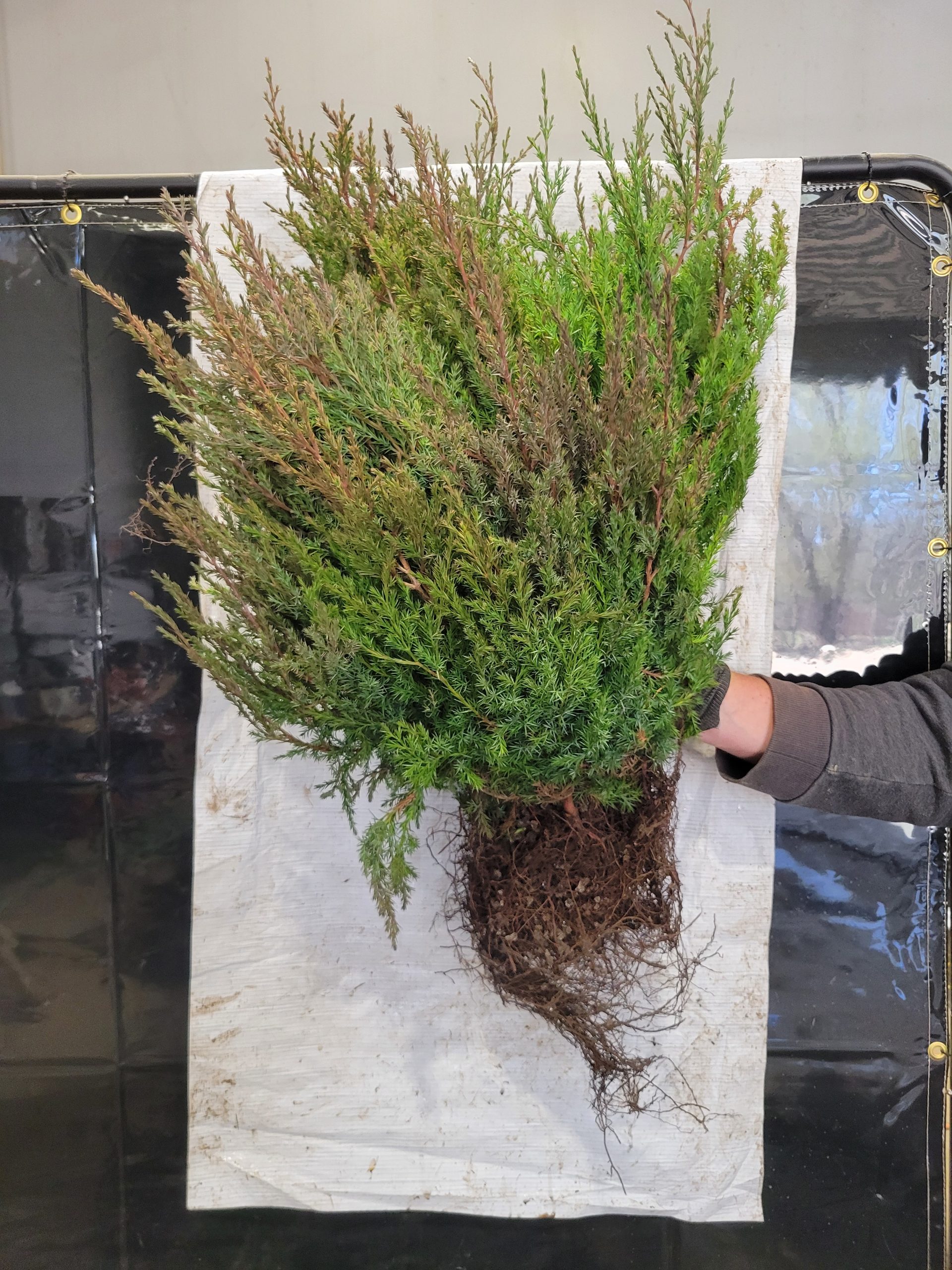 Eastern Red Cedar bareroot bundle of 25