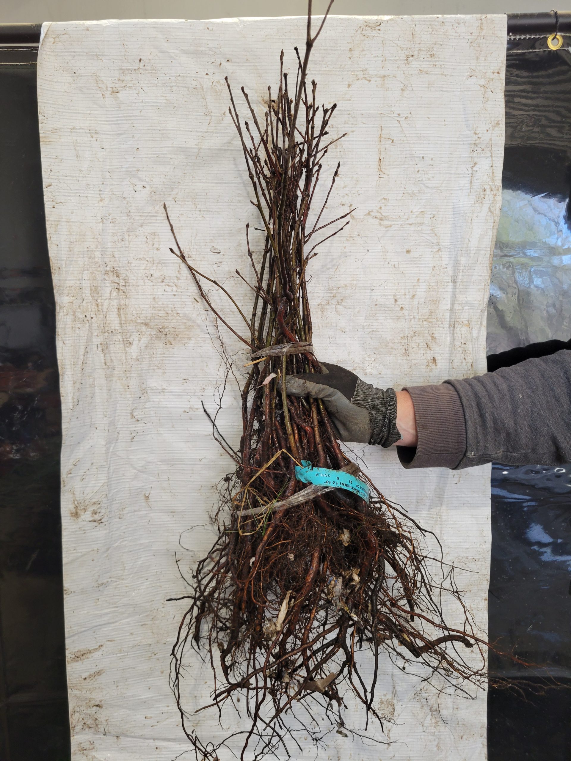 Red Oak bareroot bundle of 25