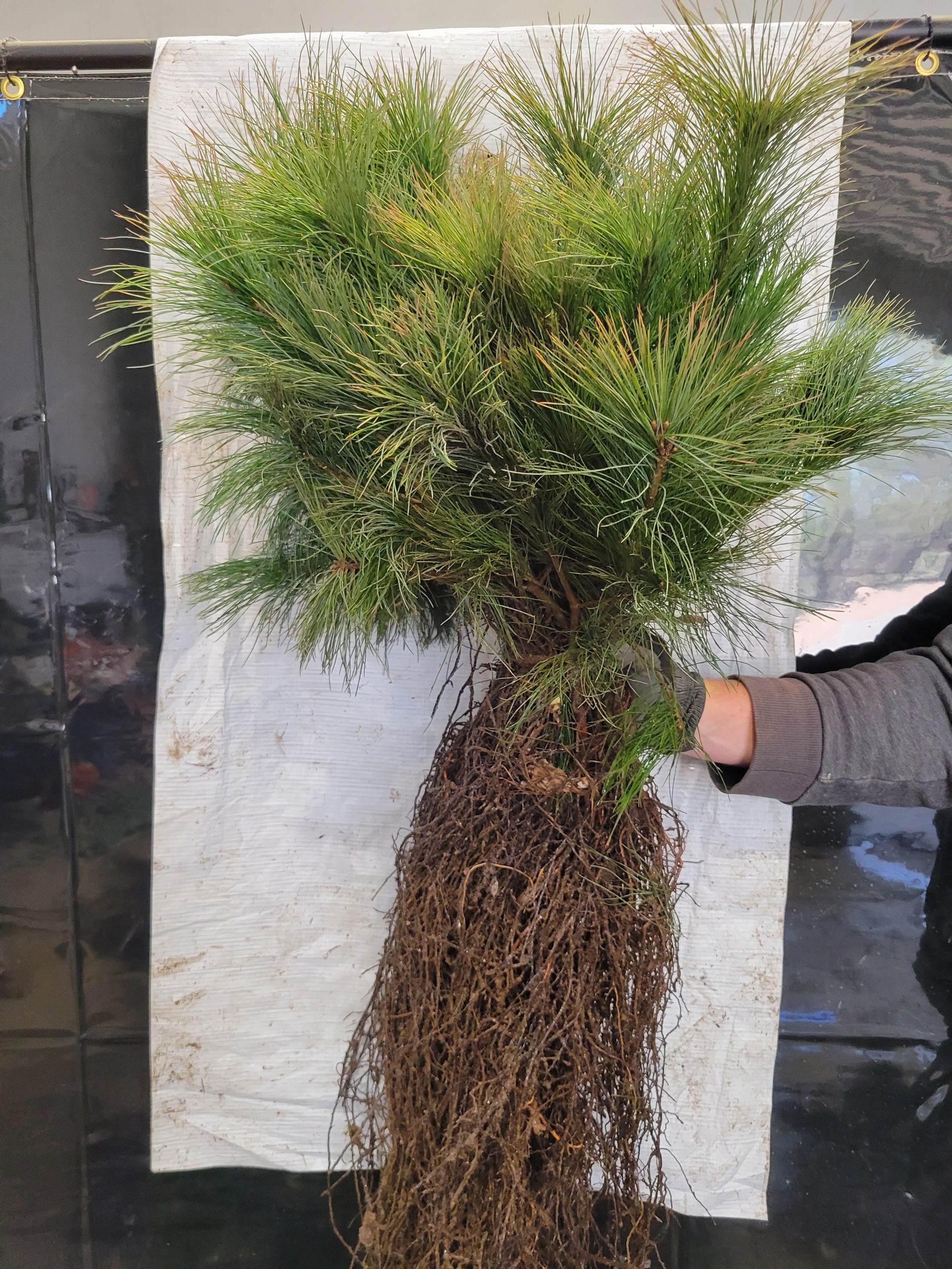 White Pine bareroot bundle of 25