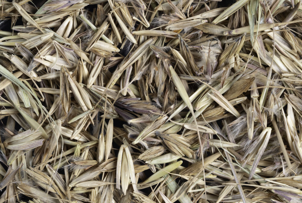 Buckthorn Replacement Seed Mix