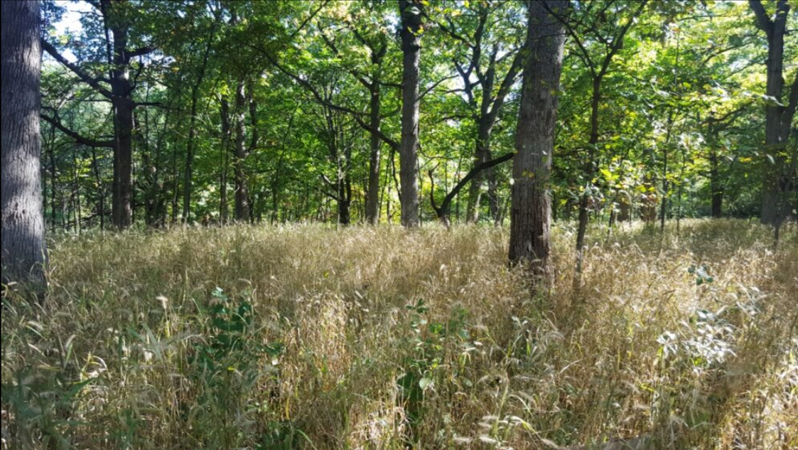 Buckthorn Replacement Seed 3